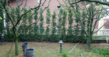 Beykoz Leylandi Dikim