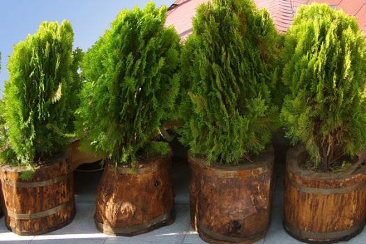 Saksı Uygulamaları